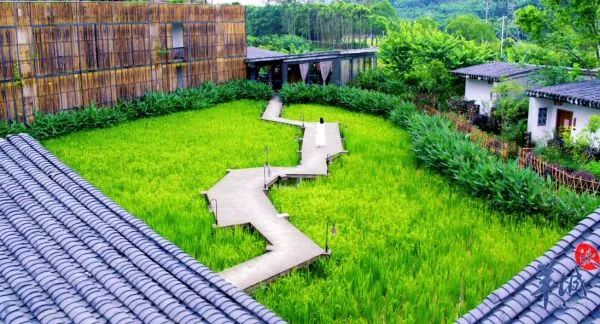 禾肚稻香 博羅縣委宣傳部供圖