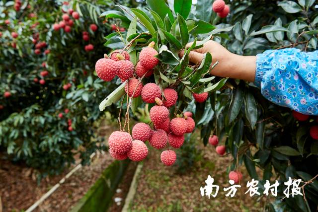 博羅荔枝。