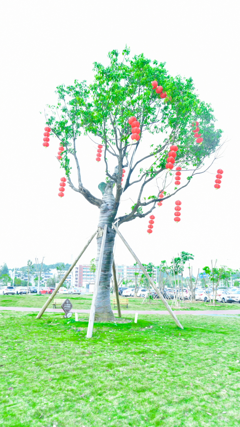 文章配圖