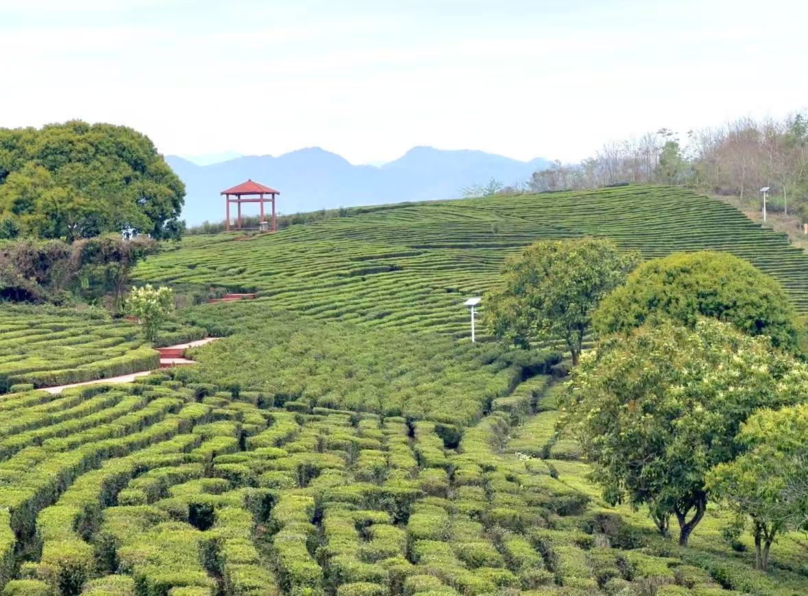 文章配圖